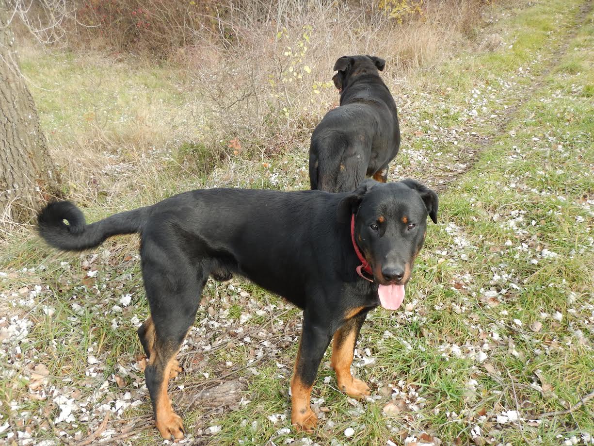 domainedelalicorne.fr photo chien beauceron photo chiot beauceron Elevage de beauceron chiot beauceron pure race élevage du clos de la licorne elevage des gardiens de la licorne elevage beauceron noir et feu authentique gros gabarits élevage de Beauceron familial sérieux et qualité domainedelalicorne.fr suivi des chiots conseil d’éducation chiot propre bas rouge santé caractère spécialiste du beauceron noir et feu ou arlequin chien rustique berger de France  nos chiots sont élevés avec amour et attention notre passion au service de la qualité Beauceron de qualité et sportif domaine de la licorne 04380 BARRAS élevage en liberté éleveur berger de beauce élevage de beauceron de travail 06 11 20 51 93 site domainedelalicorne.fr mail domainedelalicorne@gmail.com